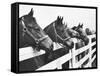 Horses Looking Over Fence at Alfred Vanderbilt's Farm-Jerry Cooke-Framed Stretched Canvas