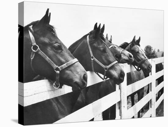 Horses Looking Over Fence at Alfred Vanderbilt's Farm-Jerry Cooke-Stretched Canvas
