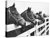 Horses Looking Over Fence at Alfred Vanderbilt's Farm-Jerry Cooke-Stretched Canvas