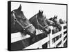 Horses Looking Over Fence at Alfred Vanderbilt's Farm-Jerry Cooke-Framed Stretched Canvas