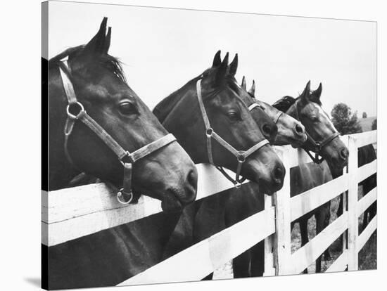 Horses Looking Over Fence at Alfred Vanderbilt's Farm-Jerry Cooke-Stretched Canvas