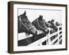 Horses Looking Over Fence at Alfred Vanderbilt's Farm-Jerry Cooke-Framed Premium Photographic Print