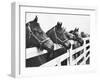 Horses Looking Over Fence at Alfred Vanderbilt's Farm-Jerry Cooke-Framed Premium Photographic Print