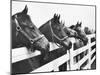 Horses Looking Over Fence at Alfred Vanderbilt's Farm-Jerry Cooke-Mounted Premium Photographic Print