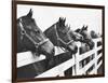 Horses Looking Over Fence at Alfred Vanderbilt's Farm-Jerry Cooke-Framed Photographic Print