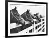 Horses Looking Over Fence at Alfred Vanderbilt's Farm-Jerry Cooke-Framed Photographic Print