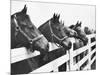 Horses Looking Over Fence at Alfred Vanderbilt's Farm-Jerry Cooke-Mounted Photographic Print