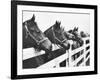 Horses Looking Over Fence at Alfred Vanderbilt's Farm-Jerry Cooke-Framed Photographic Print