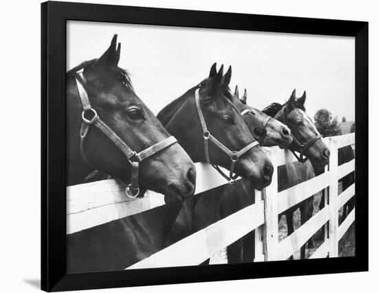 Horses Looking Over Fence at Alfred Vanderbilt's Farm-Jerry Cooke-Framed Photographic Print