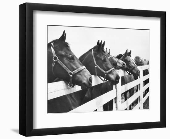 Horses Looking Over Fence at Alfred Vanderbilt's Farm-Jerry Cooke-Framed Photographic Print