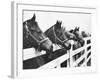 Horses Looking Over Fence at Alfred Vanderbilt's Farm-Jerry Cooke-Framed Photographic Print