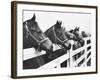 Horses Looking Over Fence at Alfred Vanderbilt's Farm-Jerry Cooke-Framed Photographic Print