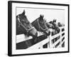 Horses Looking Over Fence at Alfred Vanderbilt's Farm-Jerry Cooke-Framed Photographic Print