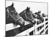 Horses Looking Over Fence at Alfred Vanderbilt's Farm-Jerry Cooke-Mounted Photographic Print