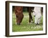 Horses, Meadow, Graze-S. Uhl-Framed Photographic Print