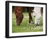 Horses, Meadow, Graze-S. Uhl-Framed Photographic Print