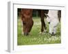 Horses, Meadow, Graze-S. Uhl-Framed Photographic Print