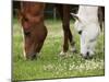 Horses, Meadow, Graze-S. Uhl-Mounted Photographic Print