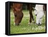 Horses, Meadow, Graze-S. Uhl-Framed Stretched Canvas