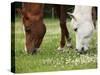 Horses, Meadow, Graze-S. Uhl-Stretched Canvas