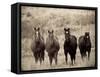 Horses, Montana, USA-Russell Young-Framed Stretched Canvas