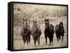 Horses, Montana, USA-Russell Young-Framed Stretched Canvas