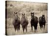 Horses, Montana, USA-Russell Young-Stretched Canvas