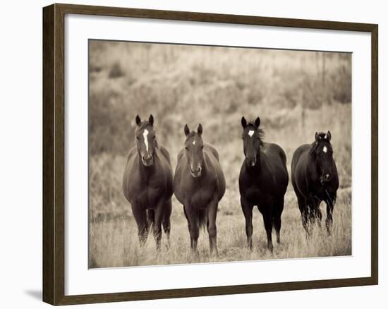 Horses, Montana, USA-Russell Young-Framed Photographic Print