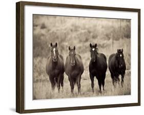 Horses, Montana, USA-Russell Young-Framed Photographic Print