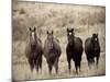 Horses, Montana, USA-Russell Young-Mounted Photographic Print