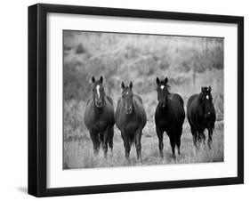 Horses, Montana, USA-Russell Young-Framed Premium Photographic Print