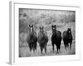 Horses, Montana, USA-Russell Young-Framed Photographic Print