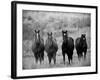 Horses, Montana, USA-Russell Young-Framed Photographic Print