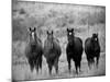 Horses, Montana, USA-Russell Young-Mounted Photographic Print