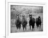 Horses, Montana, USA-Russell Young-Framed Photographic Print