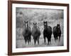 Horses, Montana, USA-Russell Young-Framed Photographic Print