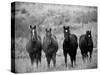 Horses, Montana, USA-Russell Young-Stretched Canvas