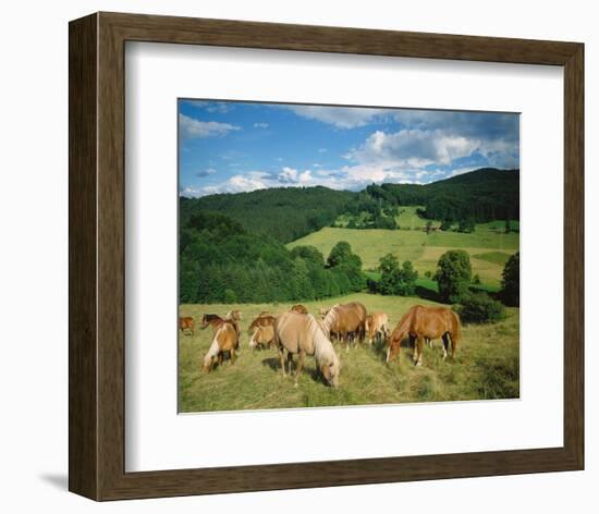 Horses Murnau Bavaria, Germany-null-Framed Art Print