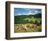 Horses Murnau Bavaria, Germany-null-Framed Art Print