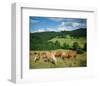 Horses Murnau Bavaria, Germany-null-Framed Art Print