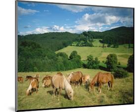 Horses Murnau Bavaria, Germany-null-Mounted Art Print