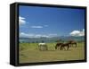 Horses Next to Lake Naivasha, Rift Valley, Kenya, East Africa, Africa-Nigel Callow-Framed Stretched Canvas