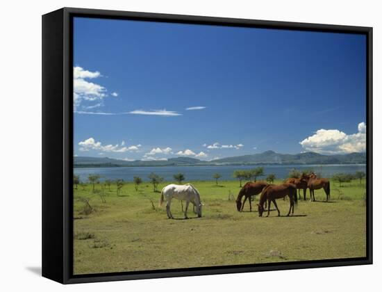 Horses Next to Lake Naivasha, Rift Valley, Kenya, East Africa, Africa-Nigel Callow-Framed Stretched Canvas