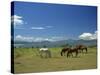 Horses Next to Lake Naivasha, Rift Valley, Kenya, East Africa, Africa-Nigel Callow-Stretched Canvas