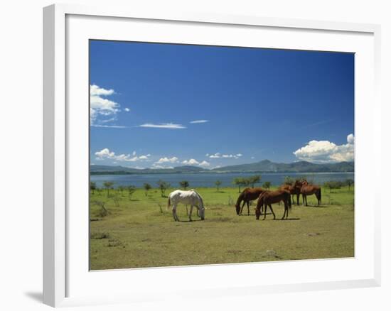 Horses Next to Lake Naivasha, Rift Valley, Kenya, East Africa, Africa-Nigel Callow-Framed Photographic Print