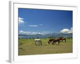 Horses Next to Lake Naivasha, Rift Valley, Kenya, East Africa, Africa-Nigel Callow-Framed Photographic Print