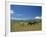 Horses Next to Lake Naivasha, Rift Valley, Kenya, East Africa, Africa-Nigel Callow-Framed Photographic Print