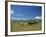 Horses Next to Lake Naivasha, Rift Valley, Kenya, East Africa, Africa-Nigel Callow-Framed Photographic Print