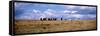 Horses on a Landscape, East Glacier Park, Glacier County, Montana, USA-null-Framed Stretched Canvas