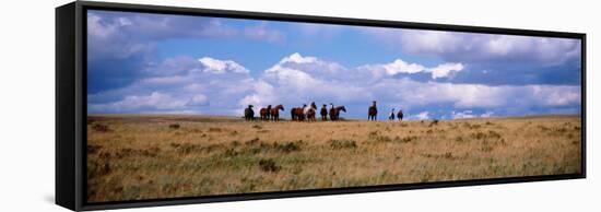 Horses on a Landscape, East Glacier Park, Glacier County, Montana, USA-null-Framed Stretched Canvas